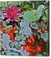 September Rose Water Lily 1 Acrylic Print