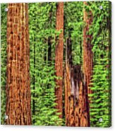 Sequoia Redwoods National Park, California Acrylic Print