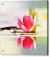 Serene Water Lily Watercolor Acrylic Print