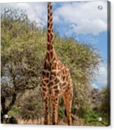 Serengeti Giraffe, A Gentle Giant Acrylic Print