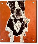 Boston Terrier Bond 007 Shaken Not Stirred Acrylic Print