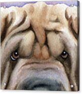 Shar Pei Dog Art Acrylic Print