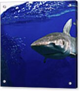 Shark Scene Acrylic Print