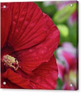 Sharp Hibiscus Flower Acrylic Print