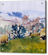 Sheep And Dartmoor Hillside Landscape Painting Acrylic Print