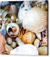 Ocean Shells Everywhere Acrylic Print