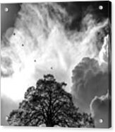 Sheltering Sky Acrylic Print