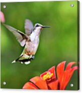 Shimmering Breeze Hummingbird Acrylic Print