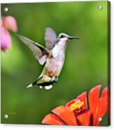Shimmering Breeze Hummingbird Square Acrylic Print