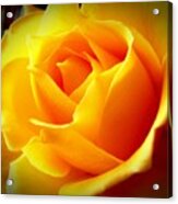 Shining Yellow Rose Acrylic Print