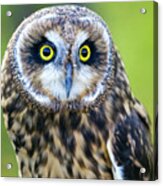 Short-eared Owl #2 Acrylic Print