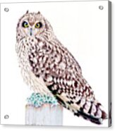 Short-eared Owl, Mixed Media. Acrylic Print