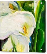 Showy White Calla Lilies Acrylic Print