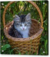 Siberian Kitten Portrait In The Basket Acrylic Print