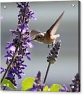 Side Sipping Hummingbird Square Acrylic Print