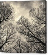 Silhouetted Trees V Toned Acrylic Print