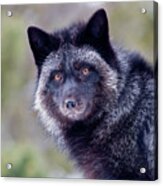 Silver Fox Acrylic Print