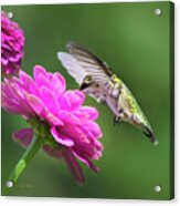 Simple Pleasure Hummingbird Square Acrylic Print