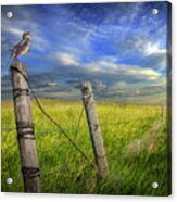 Singing Meadowlark Perched On A Fence Post Acrylic Print