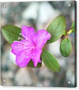 Single Bloom Purple Rhododendron Blossom Acrylic Print