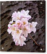 Single Cherry Blossom Acrylic Print