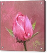 Single Pink Rose Bud Acrylic Print