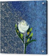 Single White Rose On Blue Acrylic Print