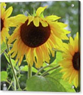 Sisters Of Sunflower Delight Acrylic Print