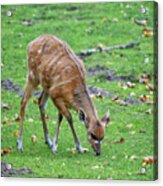 Sitatunga Antelope In The Meadow Acrylic Print