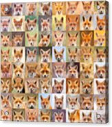 Sixty Four Foxy Faces - Portraits Of Red Foxes Acrylic Print