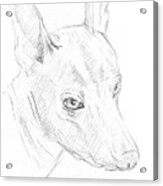 Sketch Dog 1 Acrylic Print
