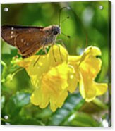 Skipper Butterfly 2 Acrylic Print