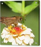 Skipper Butterfly Sipping Nectar From Zinnia Acrylic Print