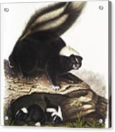 Skunk. John Woodhouse Audubon Illustration Acrylic Print