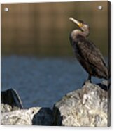 Sleeping Cormorant On Rocks Acrylic Print