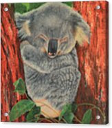 Sleeping Koala Acrylic Print