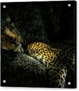 Sleeping Leopard - Signed Acrylic Print