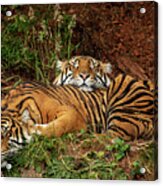 Sleeping Tigers Acrylic Print