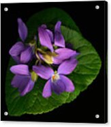 Sleeping Violets Acrylic Print