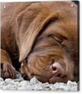 Sleepy Labrador Puppy Acrylic Print