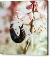 Slug In The Garden - Macro Photography Acrylic Print