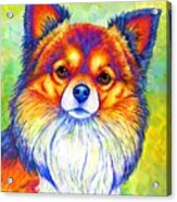 Small And Sassy - Colorful Rainbow Chihuahua Dog Acrylic Print