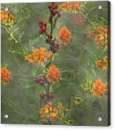 Smoky Mountains Blackberries And Butterfly Weed Acrylic Print