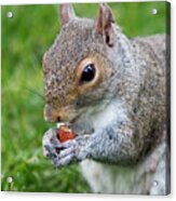 Snack Break For Squirrel Acrylic Print