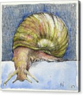 Snail Search Acrylic Print