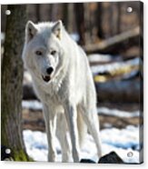 Snarling White Wolf Acrylic Print