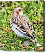 Snow Bunting Acrylic Print