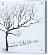 Snow Covered Tree And Fence, Peak District, England Acrylic Print