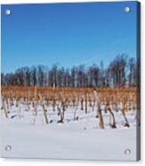 Snow Covered Vineyards Acrylic Print