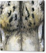 Snow Leopard Glare Acrylic Print